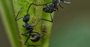 Odorous house ants climb a stem.