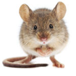 House mouse standing on rear feet