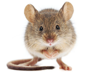 House mouse standing on rear feet
