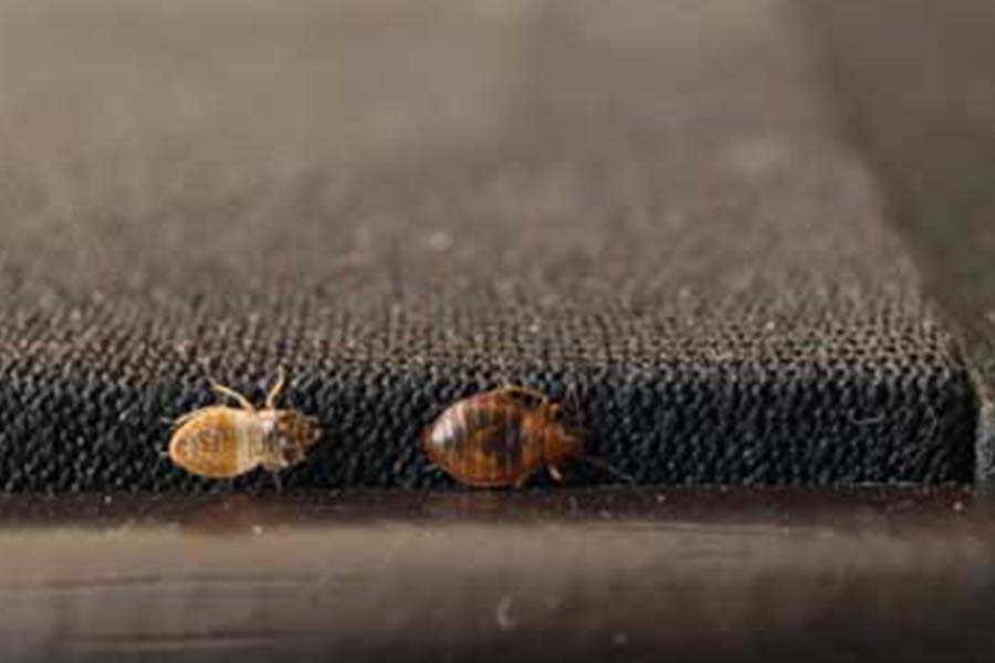 How do Bed Bugs Spread in Long Island; Arrow Exterminating