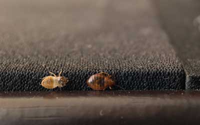 How do bed bugs spread in Long Island |  Arrow Exterminating