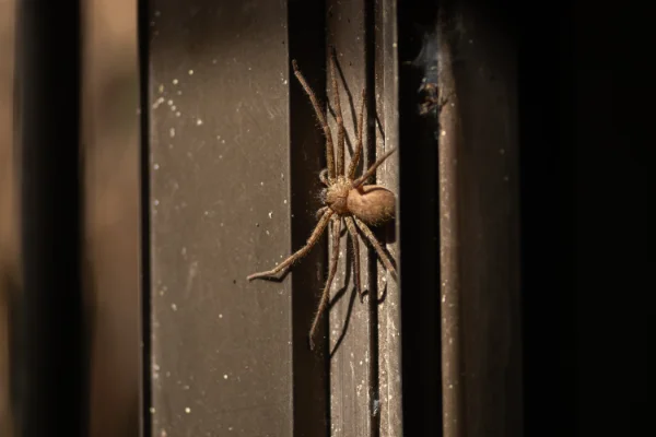 A large brown huntsman spider in the dark clinging to a vertical metal window or door frame.