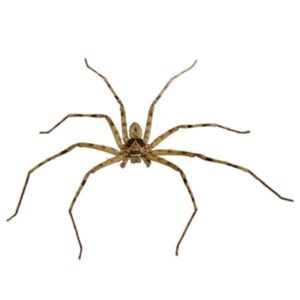 Huntsman Spider identification in Long Island |  Arrow Exterminating
