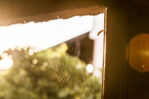 Spiderweb in the corner of a wooden window frame.