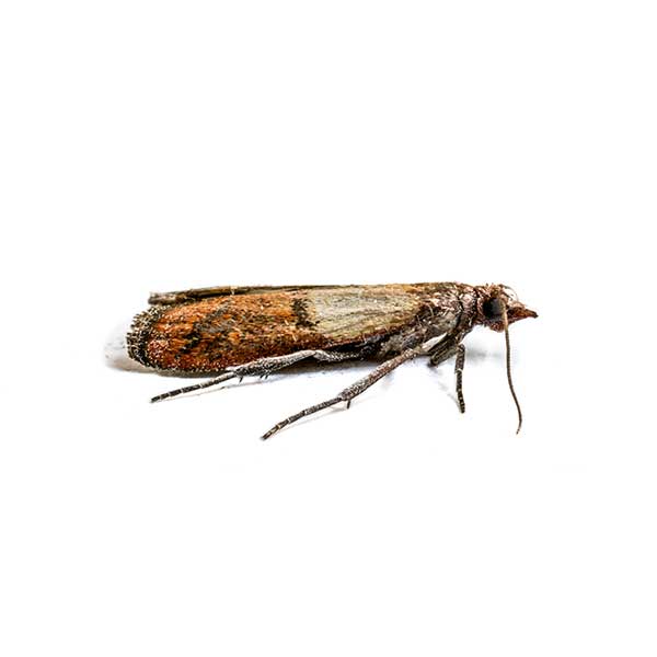 Indian Meal Moth | Arrow Exterminating serving Long Island and surrounding areas