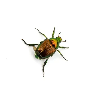 Japanese beetle on a white background - keep pests away from your home with Arrow Exterminating Company in NY