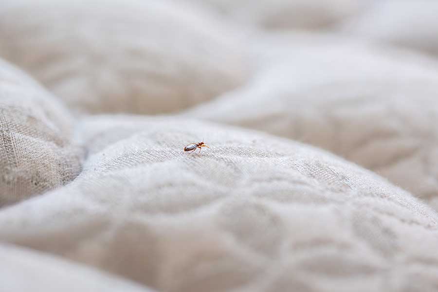 a bed bug, walking across the couch, looks tiny