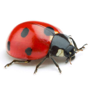 Ladybug identification in Long Island |  Arrow Exterminating