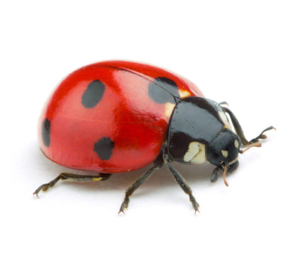 Ladybug identification in Long Island |  Arrow Exterminating