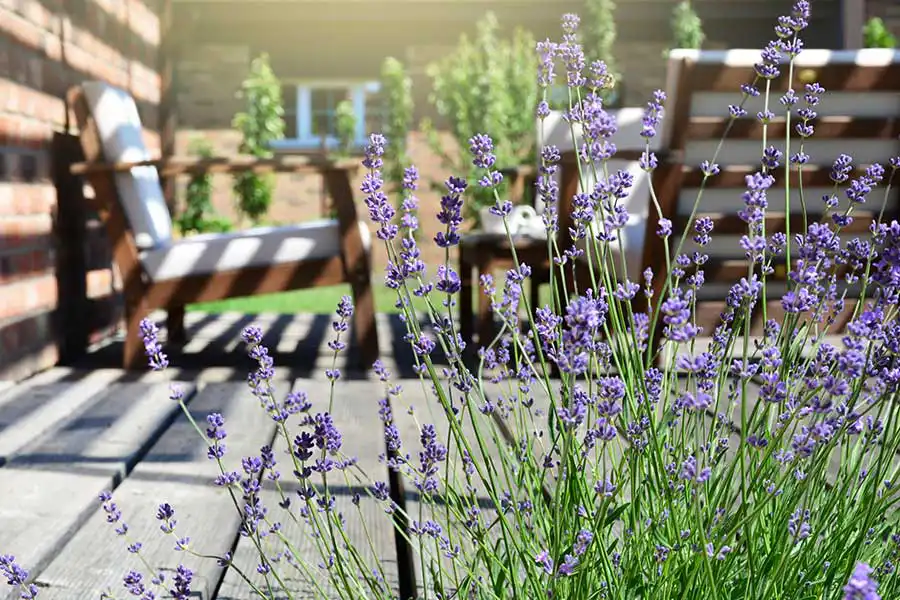 Outdoor patio with a cluster of lavender - keep pests away from your home with Arrow Exterminating Company in NY