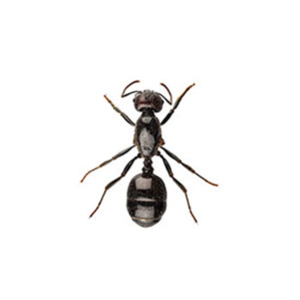 Little Black Ant identification in Long Island |  Arrow Exterminating