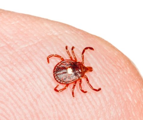 Lone Star Tick identification in Long Island |  Arrow Exterminating