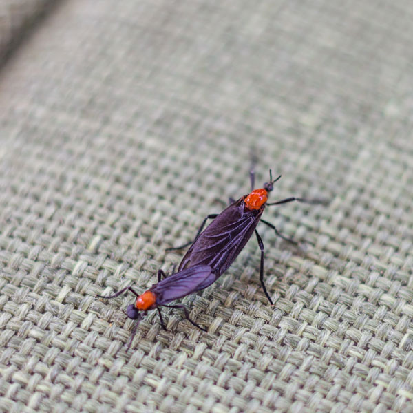 Lovebug identification in Long Island |  Arrow Exterminating
