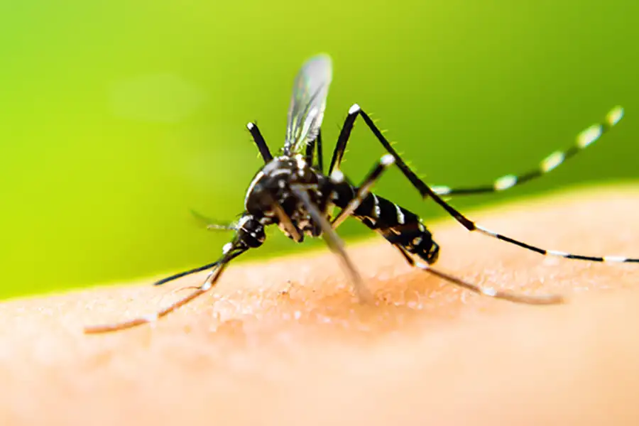 A mosquito on a person's hand - keep pests away from your home with Arrow Exterminating Company in NY