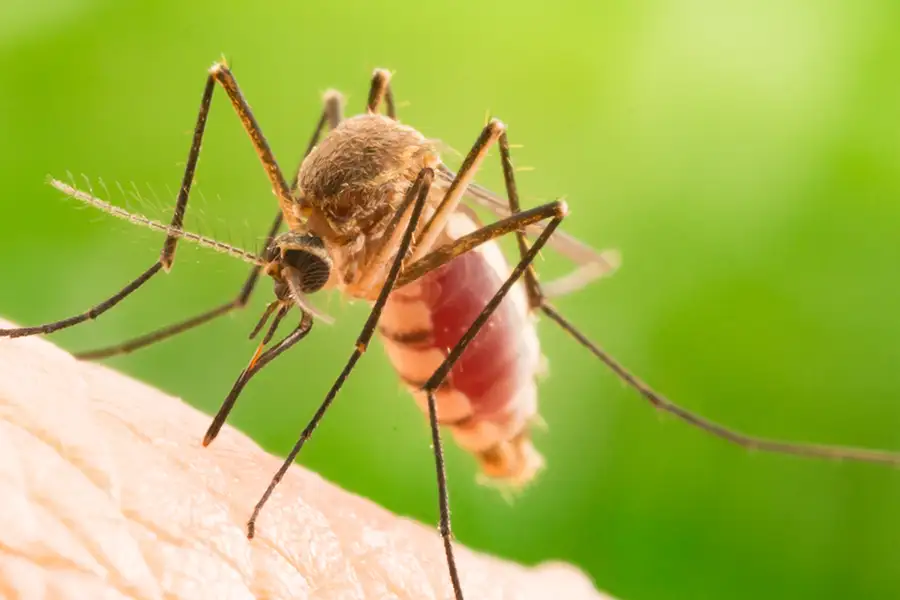 A mosquito on a person's hand - keep pests away from your home with Arrow Exterminating Company in NY