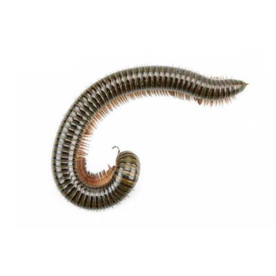 Millipede identification in Long Island |  Arrow Exterminating