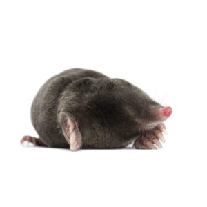 Mole identification in Long Island |  Arrow Exterminating