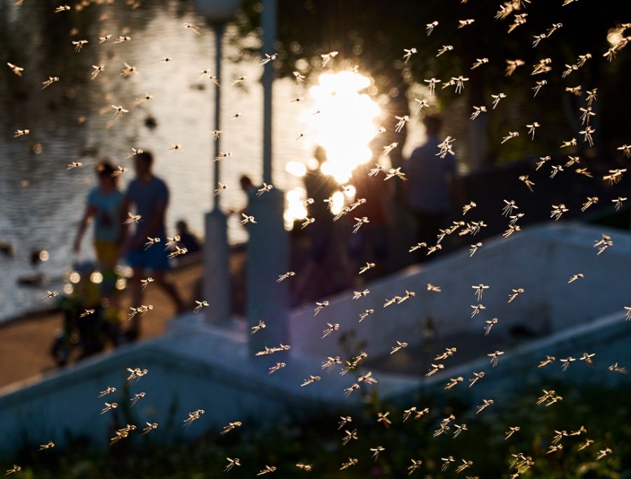 a swarm of mosquitoes on a summer evening