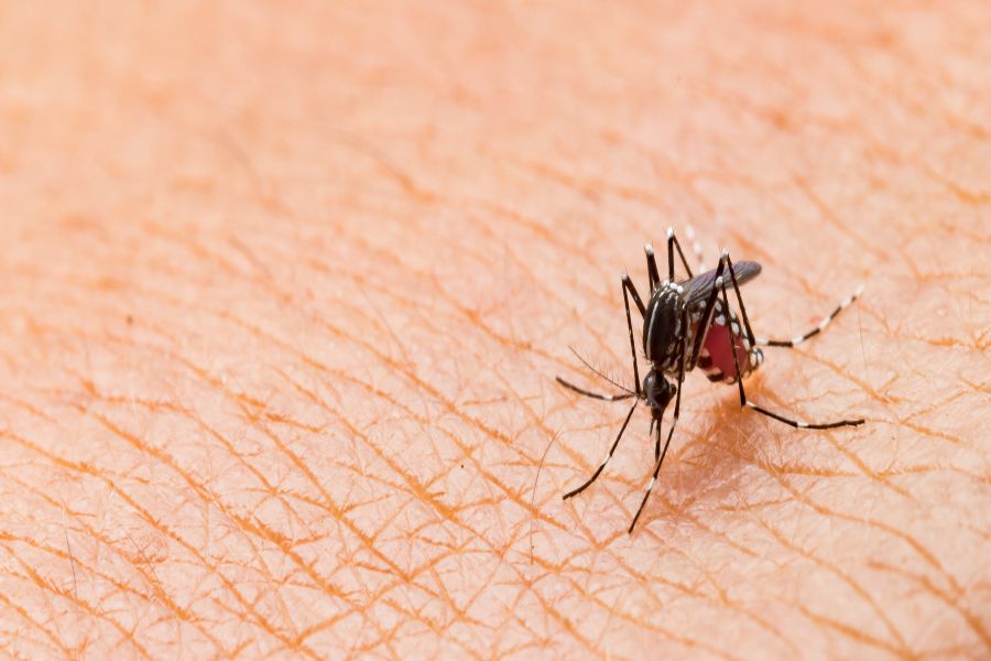 a mosquito feeds on a person's blood