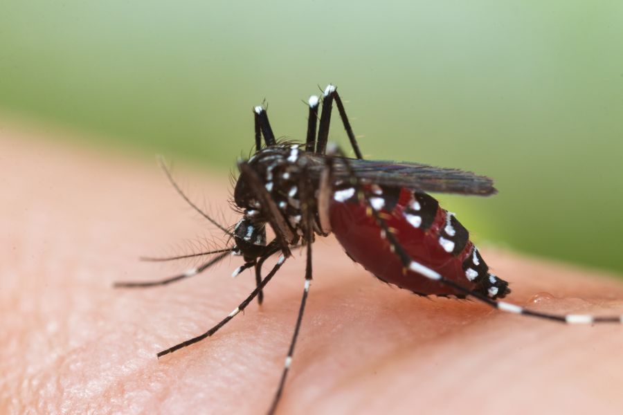 a mosquito full of blood on a person's skin