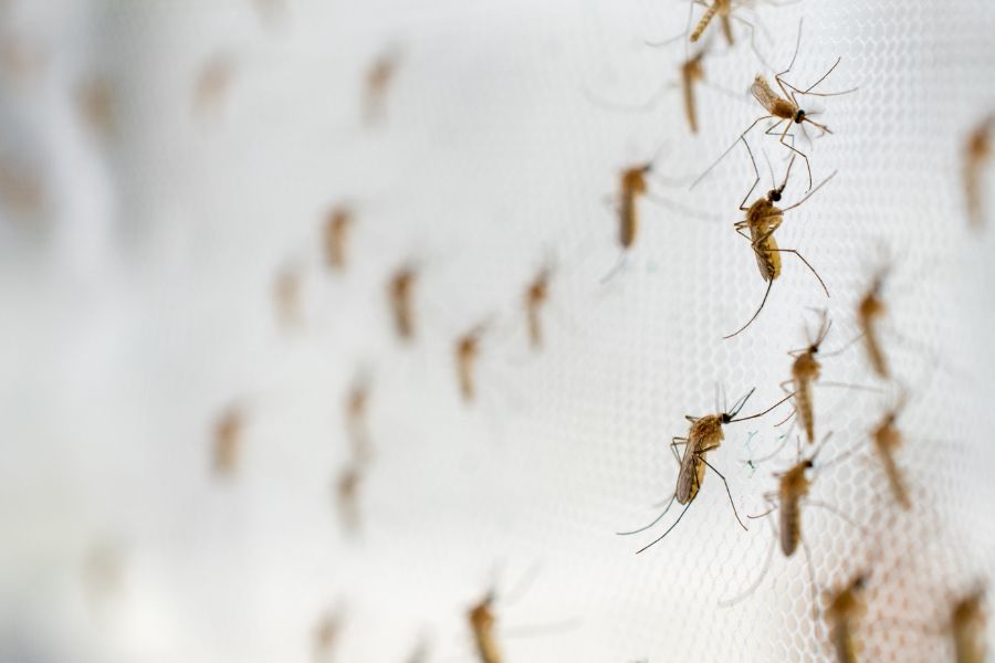 Where do mosquitoes breed in Long Island |  Arrow Exterminating