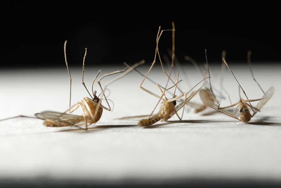 What is the lifespan of a mosquito in Long Island |  Arrow Exterminating