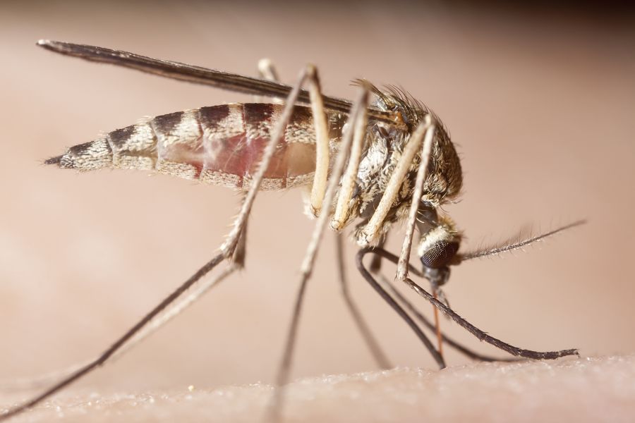 What diseases do mosquitoes spread in Long Island |  Arrow Exterminating