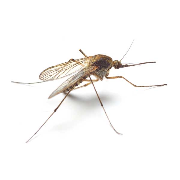 a typical mosquito found across the US