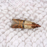A closeup photo of a clothing moth (Tineola bisselliella).