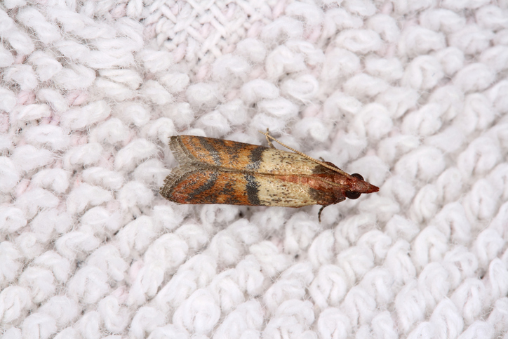 A closeup photo of a clothing moth (Tineola bisselliella).