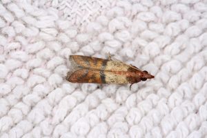 A closeup photo of a clothing moth