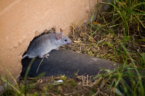 Do I have rats or mice; Arrow Exterminating