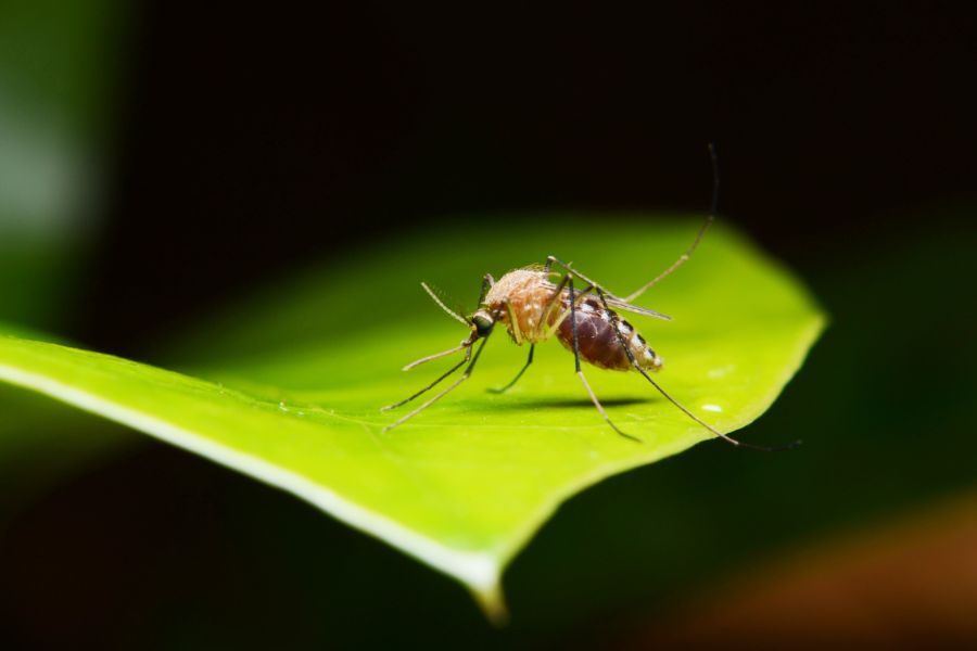 What do mosquitoes eat in Long Island |  Arrow Exterminating