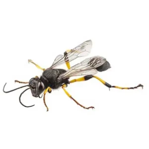 Mud dauber on a white background - keep pests away from your home with Arrow Exterminating Company in NY