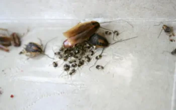 newly hatched german cockroaches in long island home