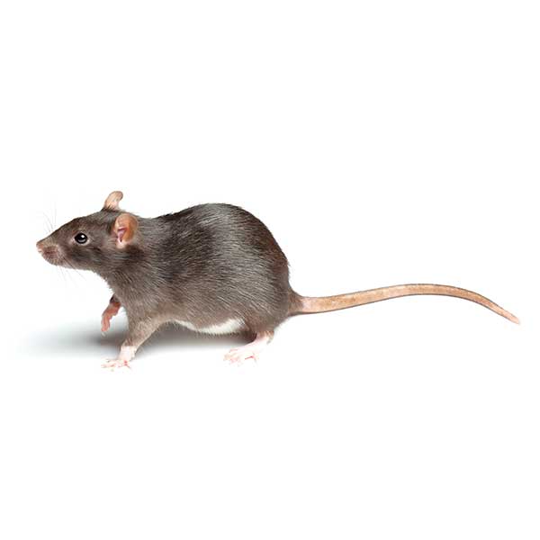 Norway Rat identification in Long Island |  Arrow Exterminating
