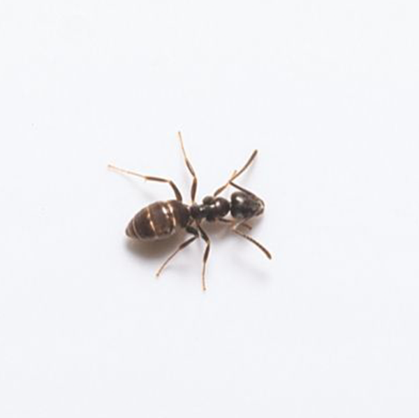 Odorous House Ant identification in Long Island |  Arrow Exterminating