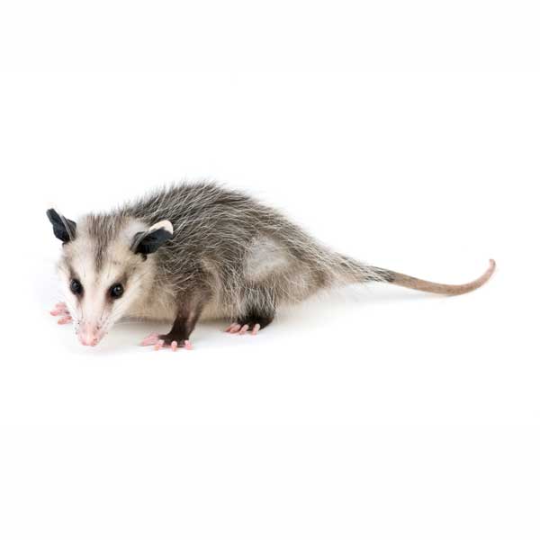 Opossum identification in Long Island |  Arrow Exterminating