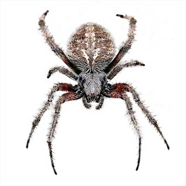Orb-Weaver Spider identification in Long Island |  Arrow Exterminating
