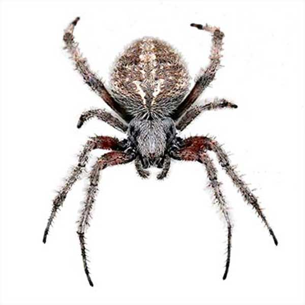 File:Orb weaver black bckgrnd03 crop.jpg - Wikipedia