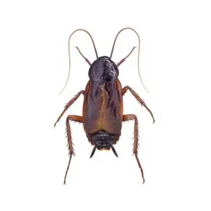 Oriental cockroach on a white background - keep pests away from your home with Arrow Exterminating Company in NY