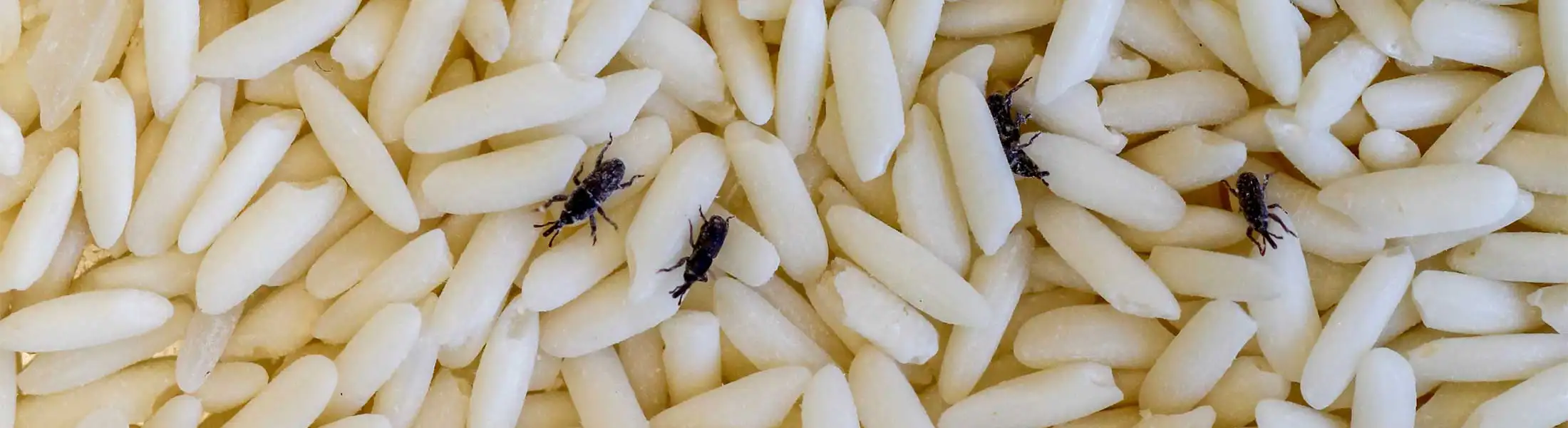 Close up of a rice weevils on grains of rice