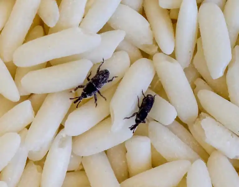 Close up of a rice weevils on grains of rice