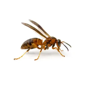 A paper wasp on a white background - keep pests away from your home with Arrow Exterminating Company in NY