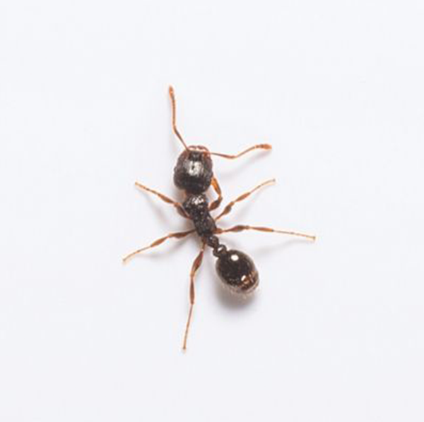 Pavement Ant identification in Long Island |  Arrow Exterminating