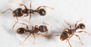 Three pavement ants