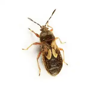 Chinch Bug on a white background - keep pests away from your home with Arrow Exterminating in NY