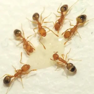 A cluster of pharaoh ants around a droplet of water - keep pests away from your home with Arrow Exterminating Company in NY