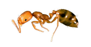 Closeup of a Pharaoh Ant