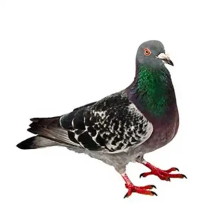 Pigeon on a white background - keep pests away from your home with Arrow Exterminating Company in NY